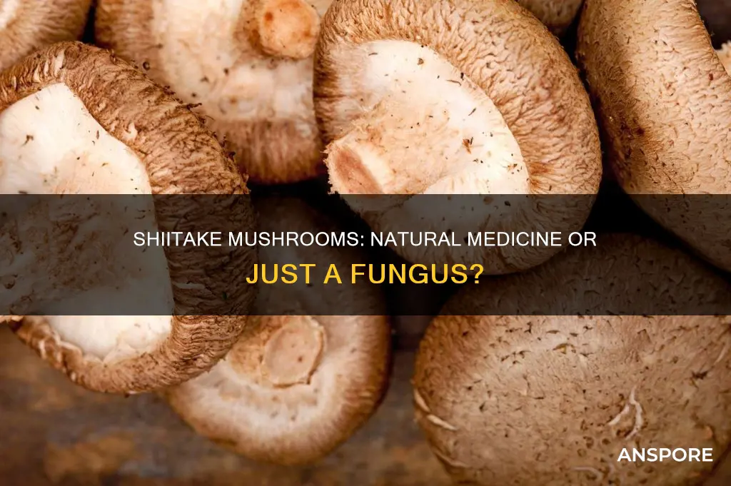 are shiitake mushrooms a drug