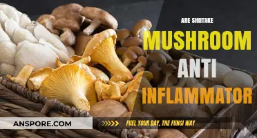 Shiitake Mushrooms: Nature's Anti-Inflammatory Superfood?
