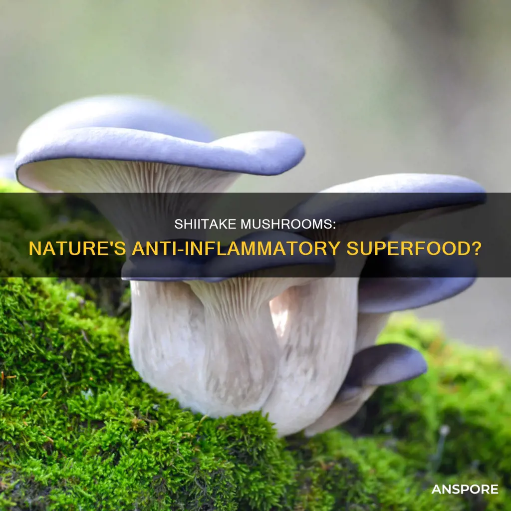 are shiitake mushrooms anti inflammatory