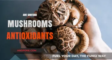 Shiitake Mushrooms: Powerful Antioxidants for Your Health