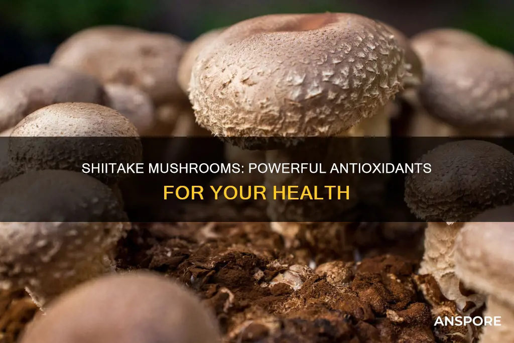 are shiitake mushrooms antioxidants