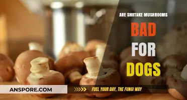 Shiitake Mushrooms and Dogs: Are They Safe or Harmful?
