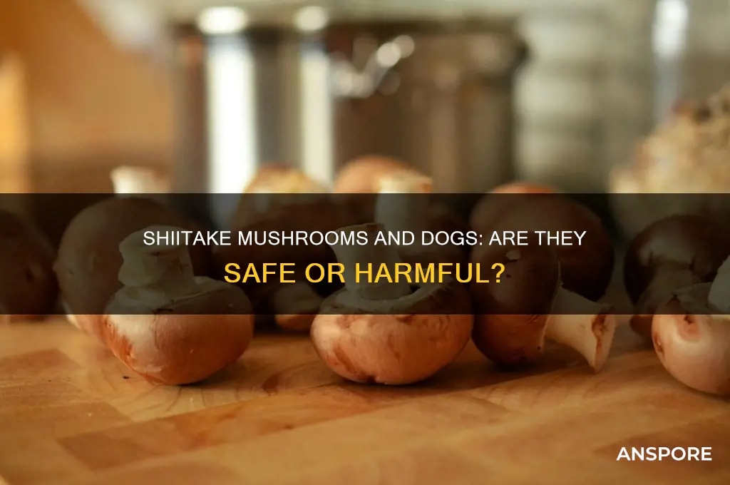 are shiitake mushrooms bad for dogs