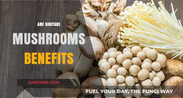 Shiitake Mushrooms: Nature's Superfood