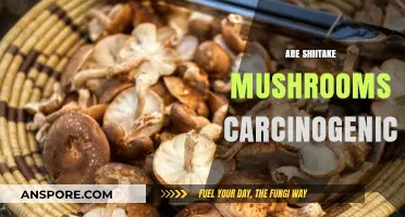 Shiitake Mushrooms: Cancer-Causing or Cancer-Fighting?