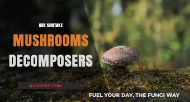 Shiitake Mushrooms: Nature's Decomposing Superheroes