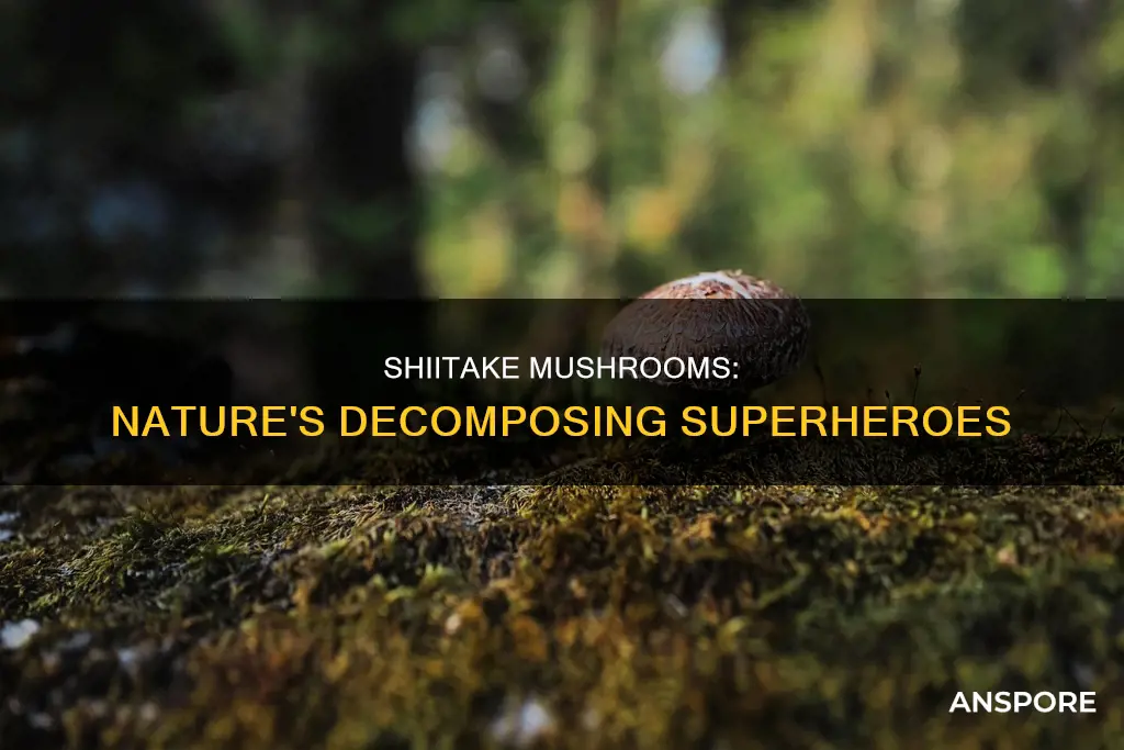 are shiitake mushrooms decomposers