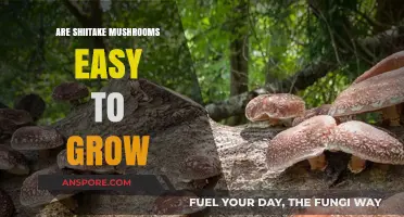 Shiitake Mushroom Cultivation: Simple Steps for Successful Home Growing