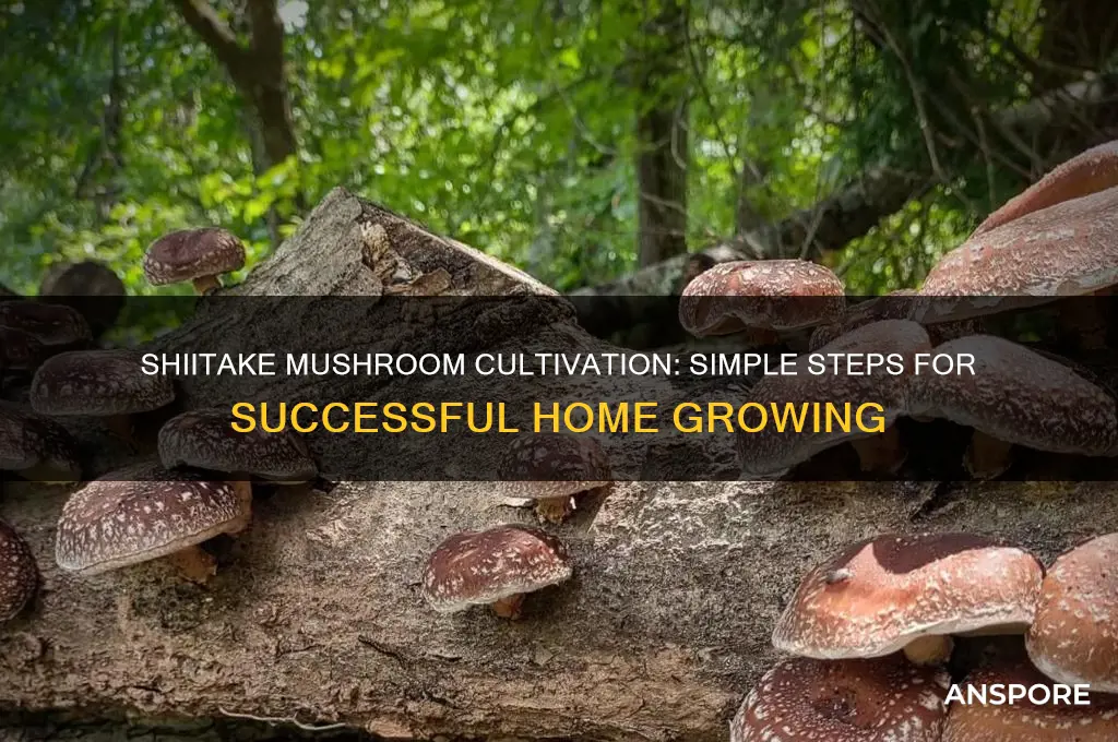 are shiitake mushrooms easy to grow