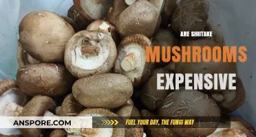 Shiitake Mushrooms: Are They Worth the Price?