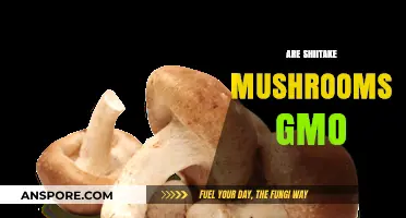 Shiitake Mushrooms: GMO or Not?