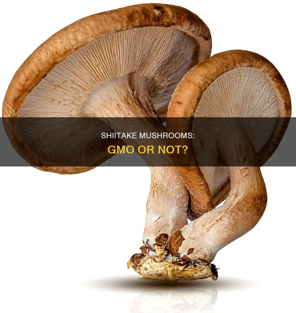 are shiitake mushrooms gmo