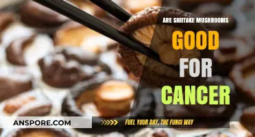 Shiitake Mushrooms and Cancer: Exploring Their Potential Health Benefits