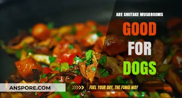 Can Dogs Eat Shiitake Mushrooms? Benefits and Risks Explained