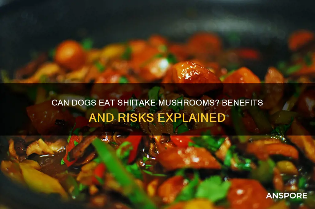 are shiitake mushrooms good for dogs