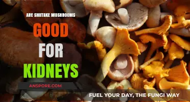 Shiitake Mushrooms and Kidney Health: Benefits, Risks, and Facts