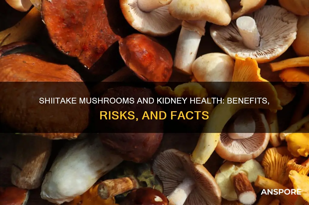 are shiitake mushrooms good for kidneys