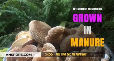 Shiitake Mushrooms: Manure's Role in Cultivation