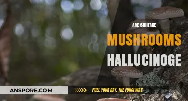 Shiitake Mushrooms: Hallucinogenic or Not?