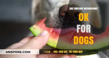 Shiitake Mushrooms: Safe or Harmful for Dogs?