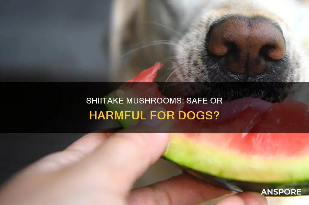 are shiitake mushrooms ok for dogs