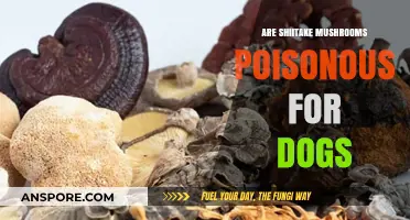 Are Shiitake Mushrooms Safe for Dogs? Risks and Facts