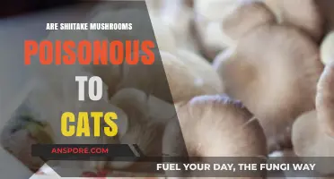 Shiitake Mushrooms and Cats: Are They a Toxic Combination?