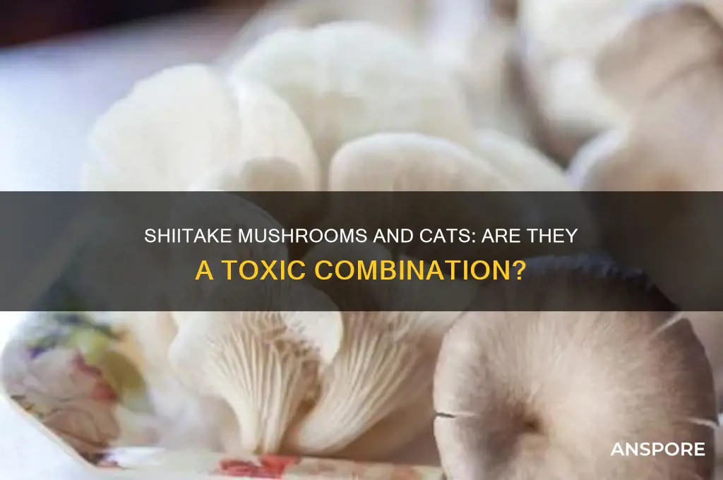 are shiitake mushrooms poisonous to cats