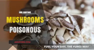 Are Shiitake Mushrooms Poisonous? Debunking Myths and Facts