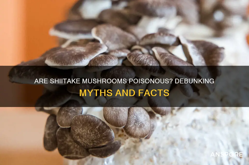 are shiitake mushrooms poisonous