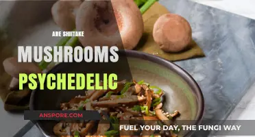 Shiitake Mushrooms: A Psychedelic Trip?