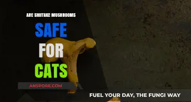 Shiitake Mushrooms: Are They Safe for Cats?