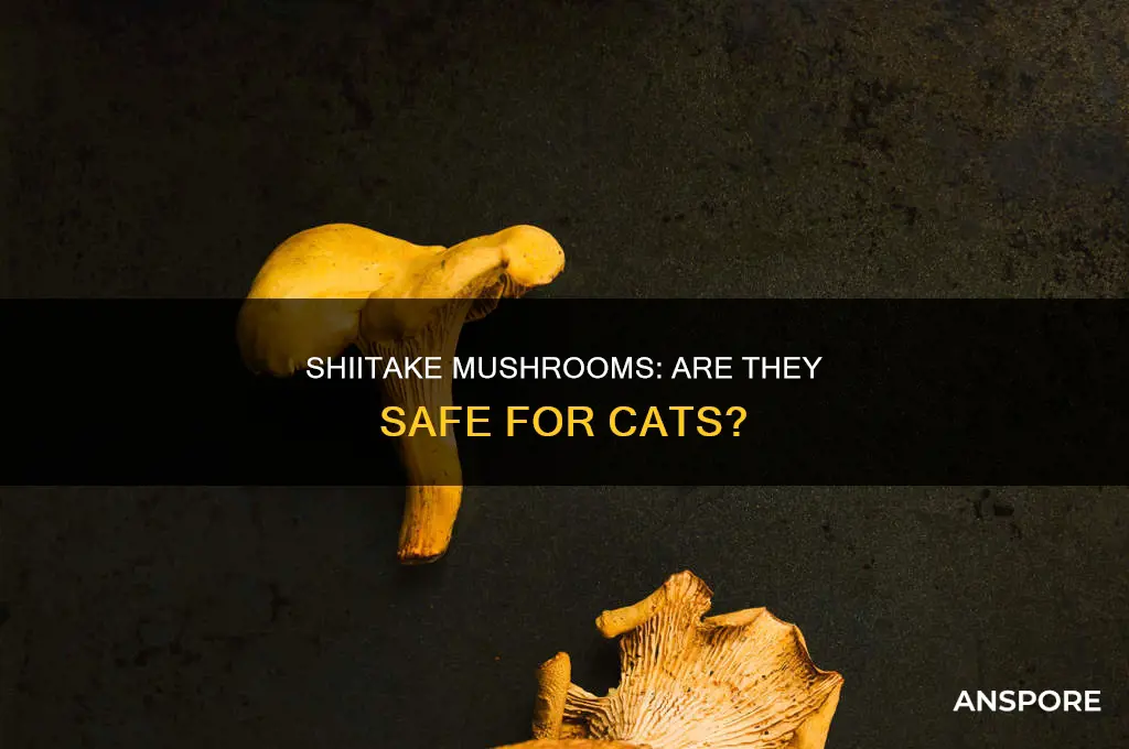 are shiitake mushrooms safe for cats