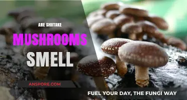 Shiitake Mushrooms: A Fragrant Fungi?