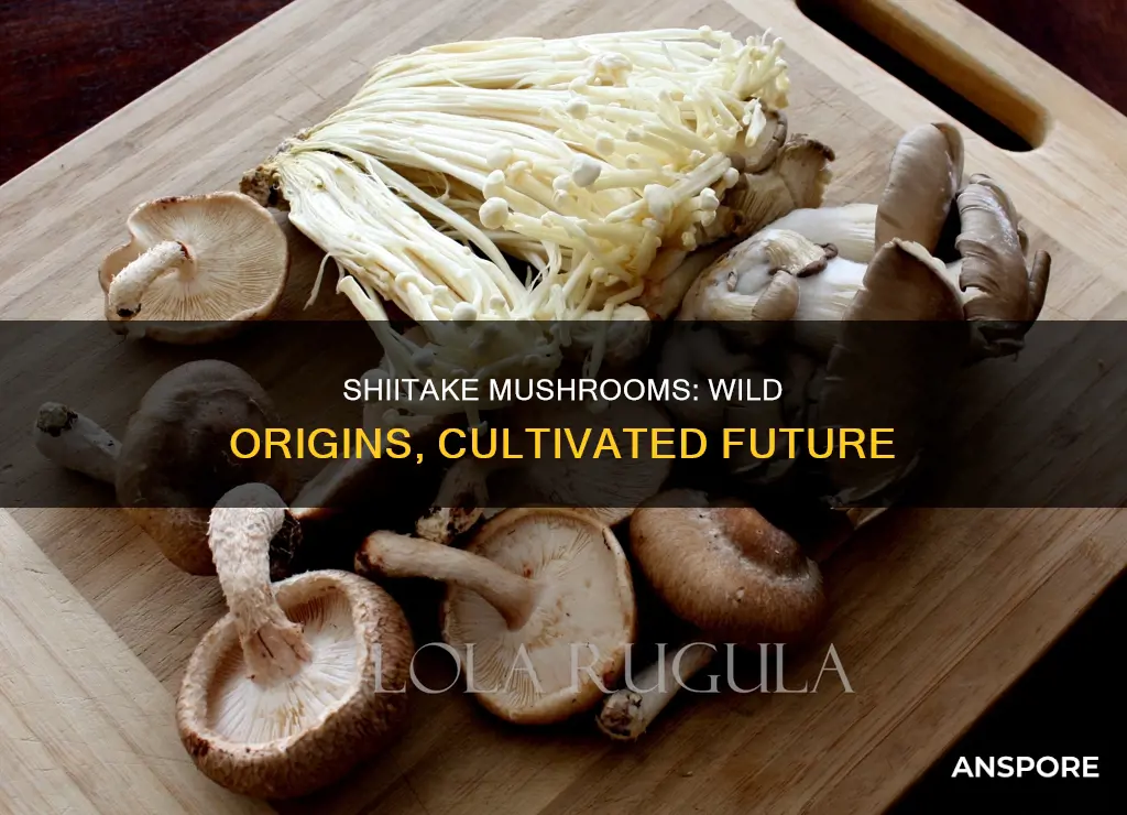 are shiitake mushrooms wild