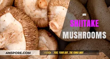 Shiitake Mushrooms: A Superfood with Medicinal Benefits