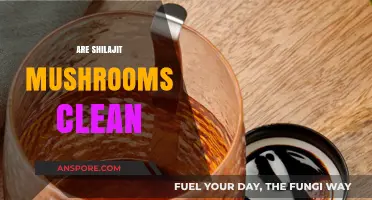 Shilajit Mushrooms: Are They Safe?