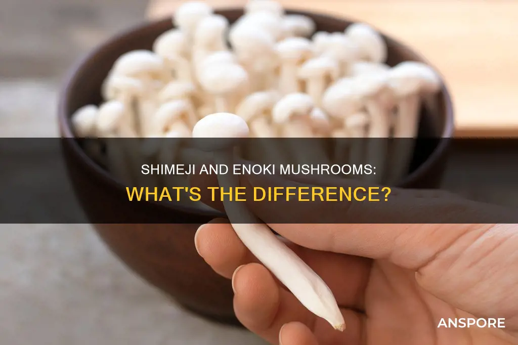are shimeji mushrooms same enoki