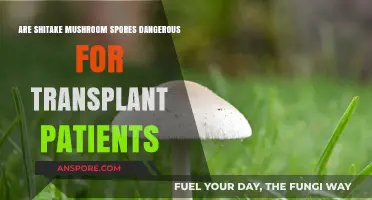 Shitake Mushroom Spores: A Transplant Patient Danger?