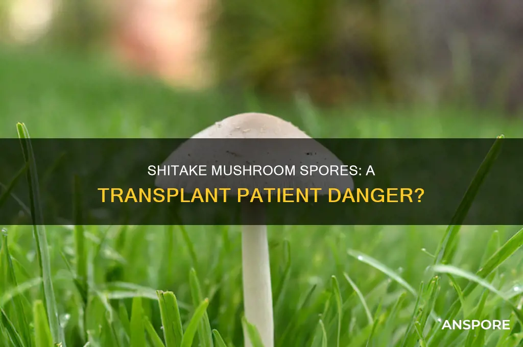 are shitake mushroom spores dangerous for transplant patients