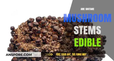 Can You Eat Shiitake Mushroom Stems? A Complete Edibility Guide