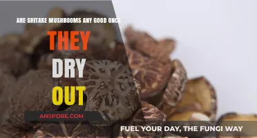 Dried Shiitake Mushrooms: Are They Still Nutritious and Flavorful?