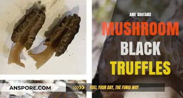 Shiitake vs Black Truffles: What's the Difference?