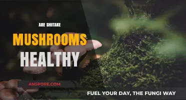 Shiitake Mushrooms: Healthy Superfood or Overhyped Fungi?