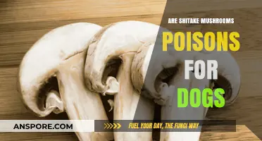 Shitake Mushrooms and Dogs: Are They a Toxic Combination?