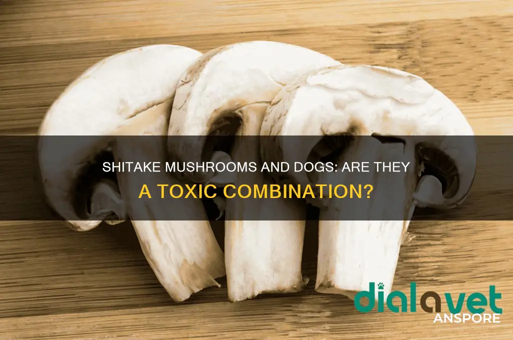 are shitake mushrooms poisons for dogs