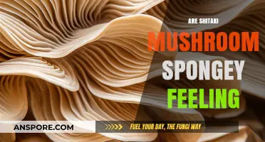 The Texture of Shiitake Mushrooms: Spongey or Not?