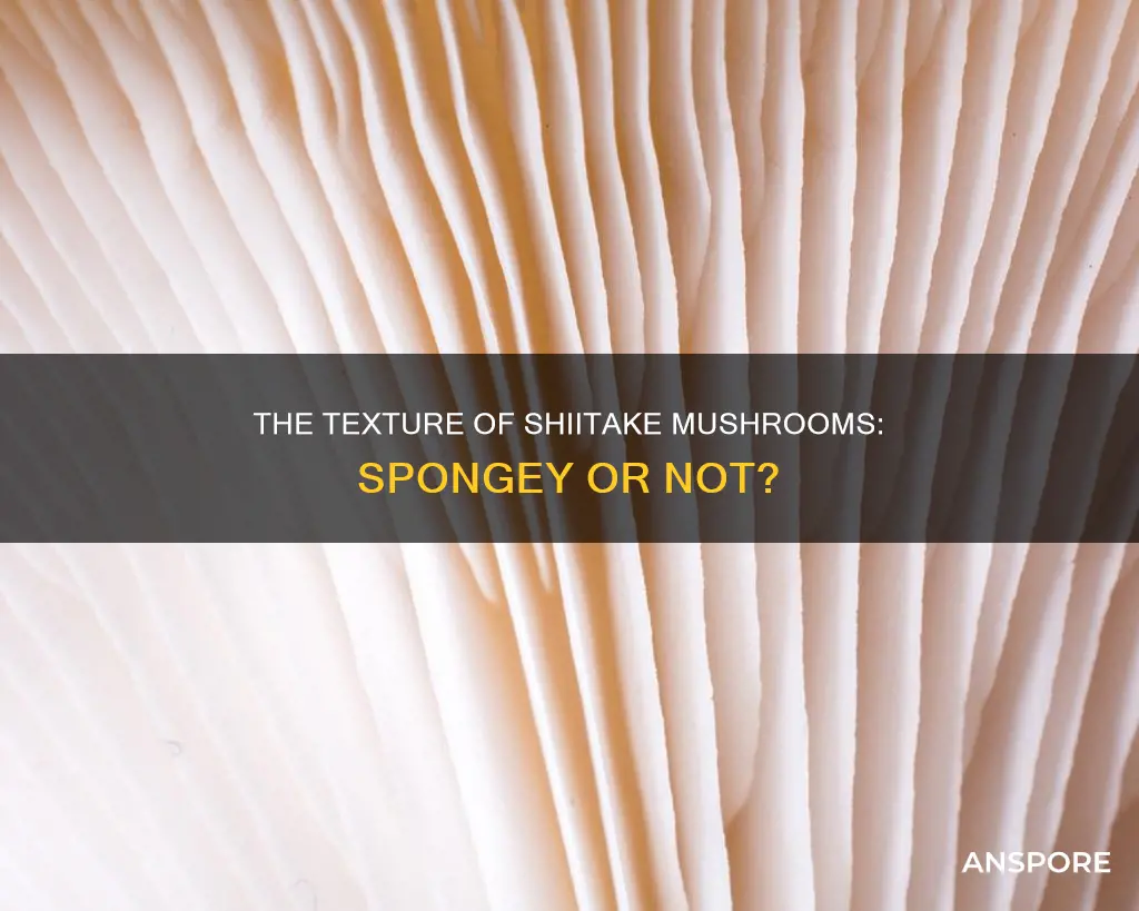 are shitaki mushrooms spongey feeling