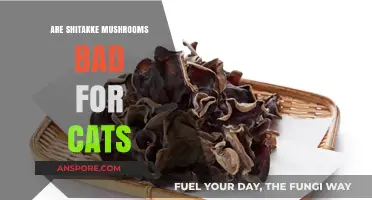 Are Shiitake Mushrooms Safe for Cats? Risks and Facts