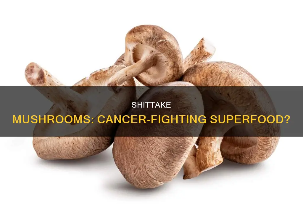 are shittake mushrooms anti cancer